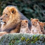 ۵ باغ وحش بزرگ جهان را برای مقاصد بعدی گردشگری خود بشناسید